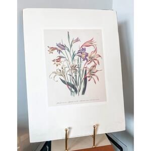 Unframed Vintage Gladiolus Botanical Print – 14x18‎